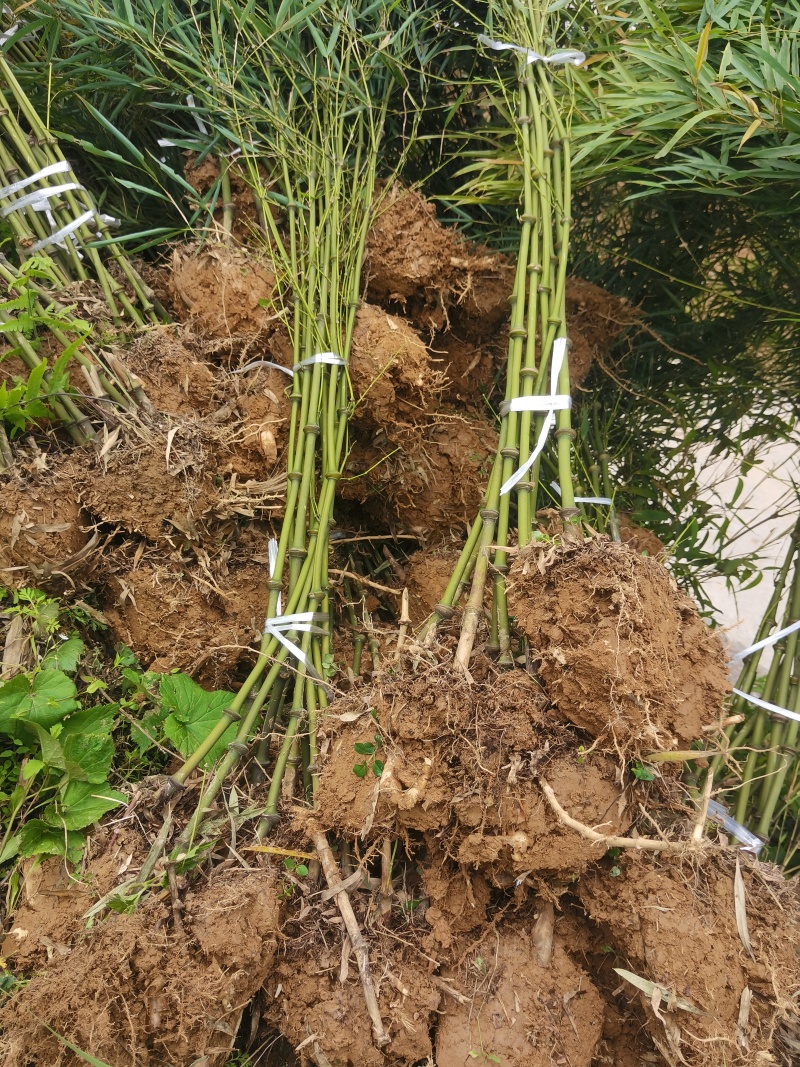 筇竹