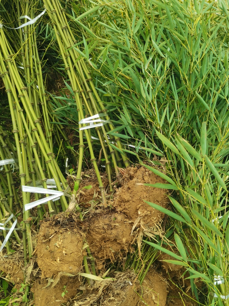 筇竹