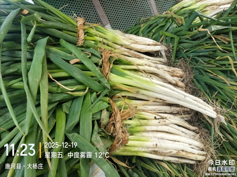 优质黄分葱