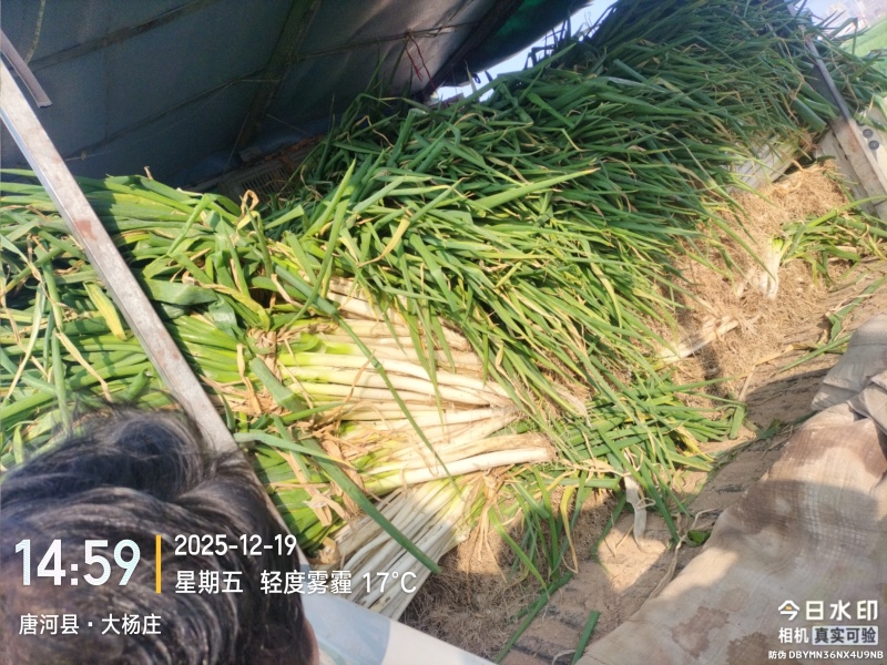 优质黄分葱