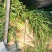 优质黄分葱
