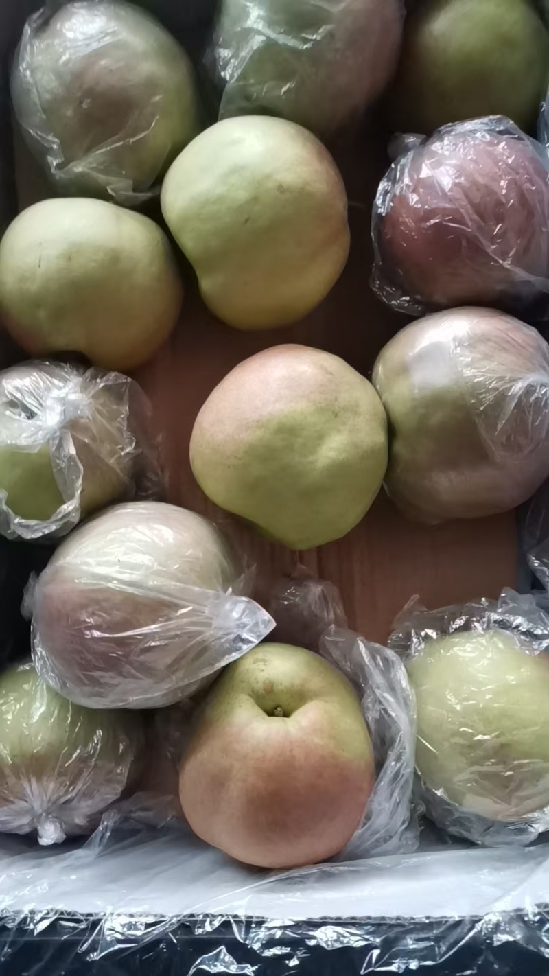 玉露香梨