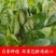 大叶菠菜/产区直发.大量有货/欢迎大家
