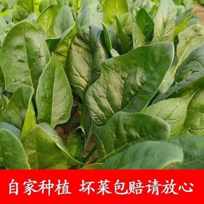 大叶菠菜/产区直发.大量有货/欢迎大家