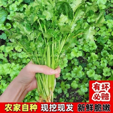 大叶香菜/产区直发/大量有货/欢迎选购