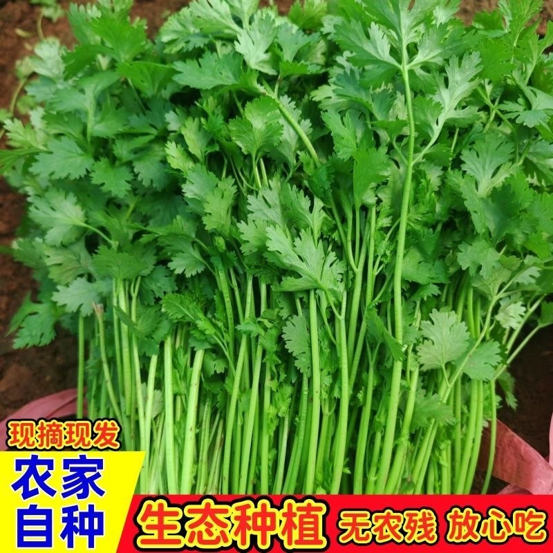 大叶香菜/产区直发/大量有货/欢迎选购