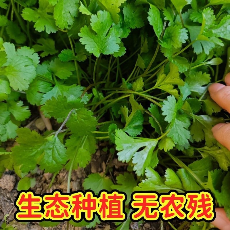 大叶香菜/产区直发/大量有货/欢迎选购