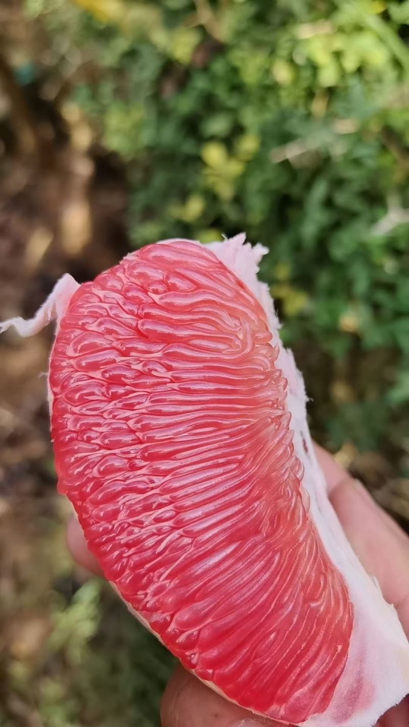马家柚