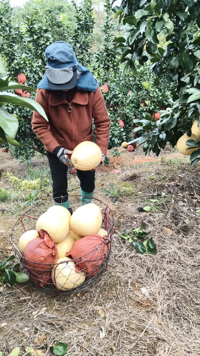 马家柚