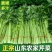 西芹大量上市中货源充足产地直发，支持各种包装，整车发货
