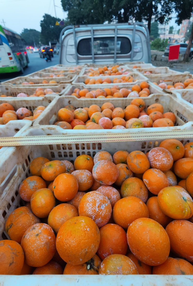 沃柑工厂货饮料果汁电商市场出口等大量供应