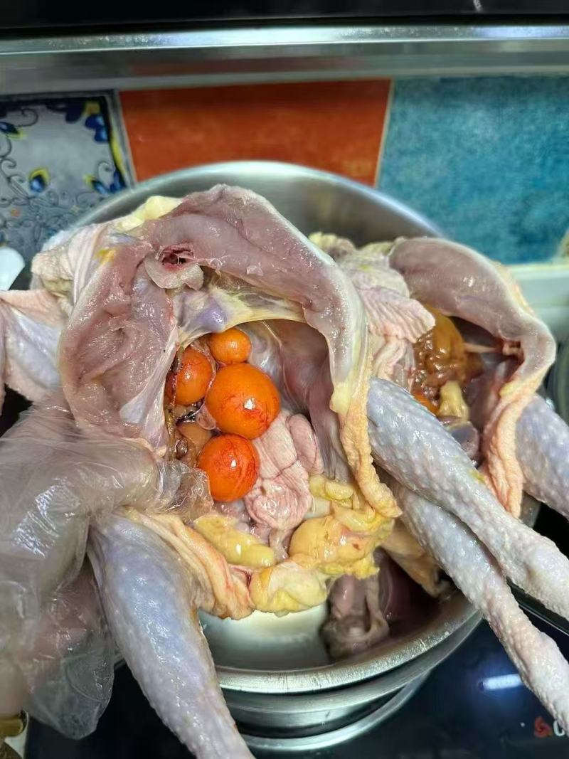 上好老母鸡，下蛋鸡，熬汤佳品，整车物流欢迎订购。