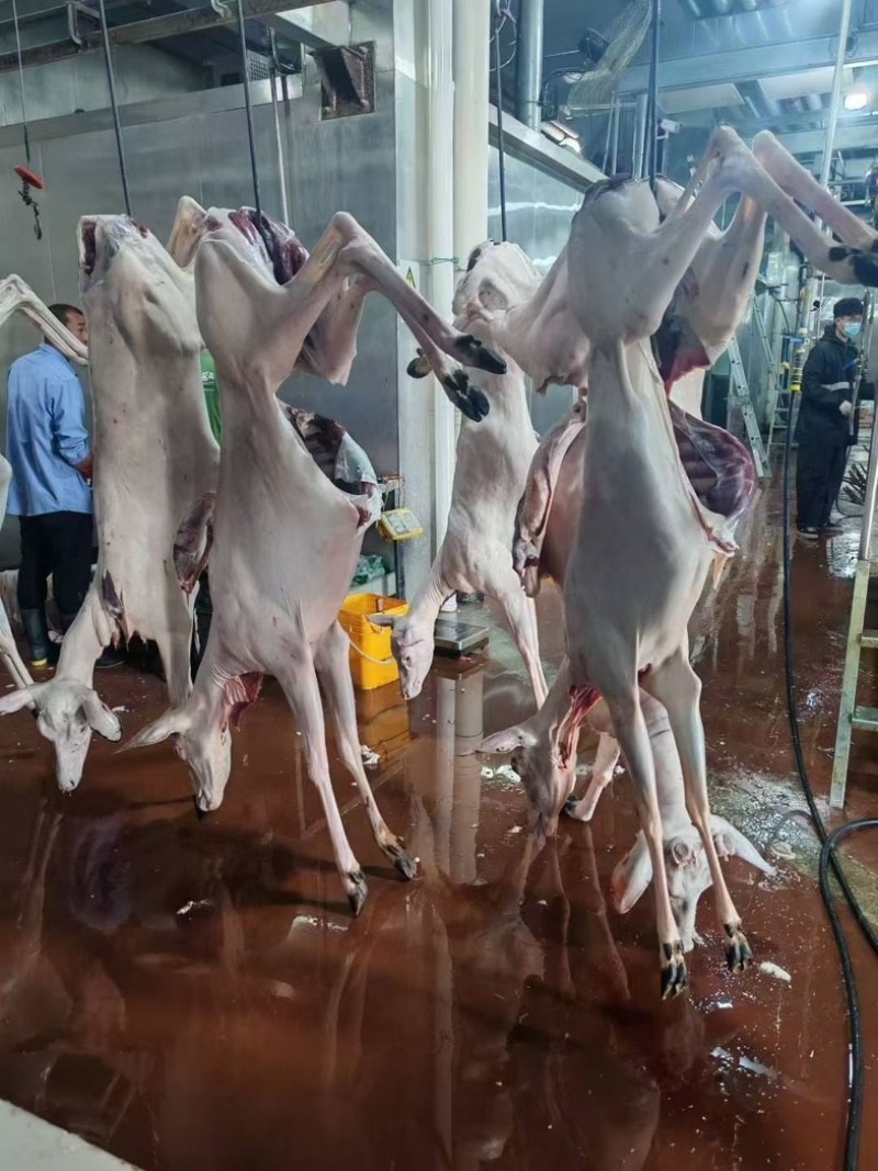 鹿耳朵新鲜鹿耳朵活鹿现杀吉林鹿乡源头产地