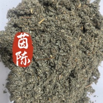 茵陈绵茵陈山东茵陈去尘过筛一手货源中药材茵陈