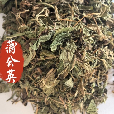 蒲公英家种野生公英中药材公英一手货源现货供应