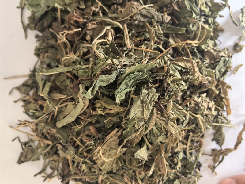 蒲公英家种野生公英中药材公英一手货源现货供应