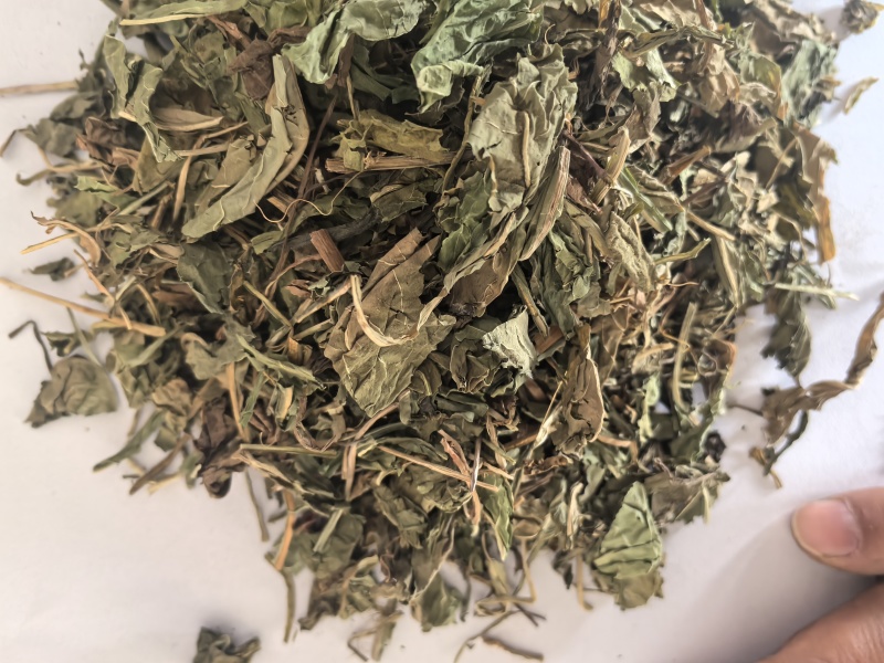 蒲公英家种野生公英中药材公英一手货源现货供应