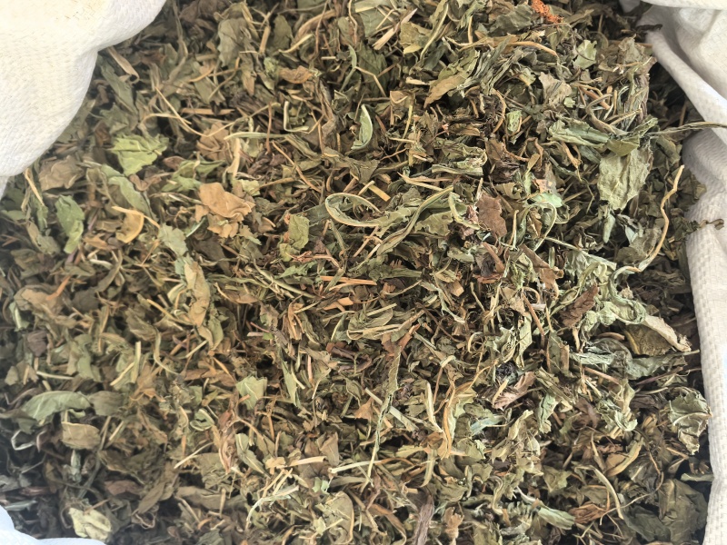 蒲公英家种野生公英中药材公英一手货源现货供应