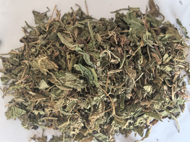 蒲公英家种野生公英中药材公英一手货源现货供应