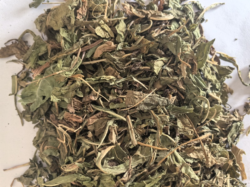 蒲公英家种野生公英中药材公英一手货源现货供应
