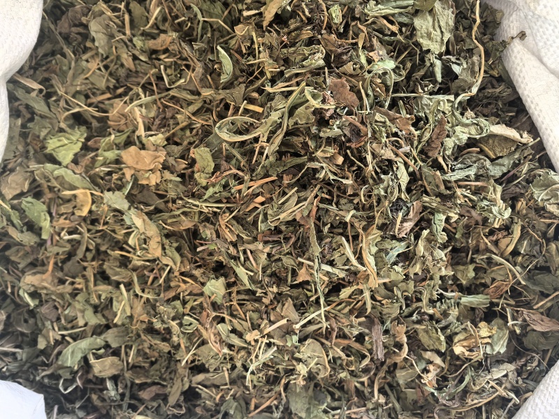 蒲公英家种野生公英中药材公英一手货源现货供应