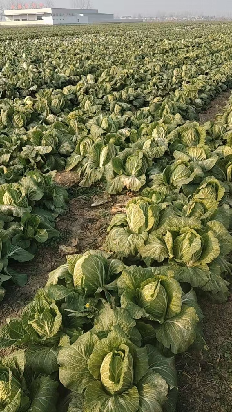 安徽黄心白菜新鲜上市价格美丽质量好对接全国量大从优热卖