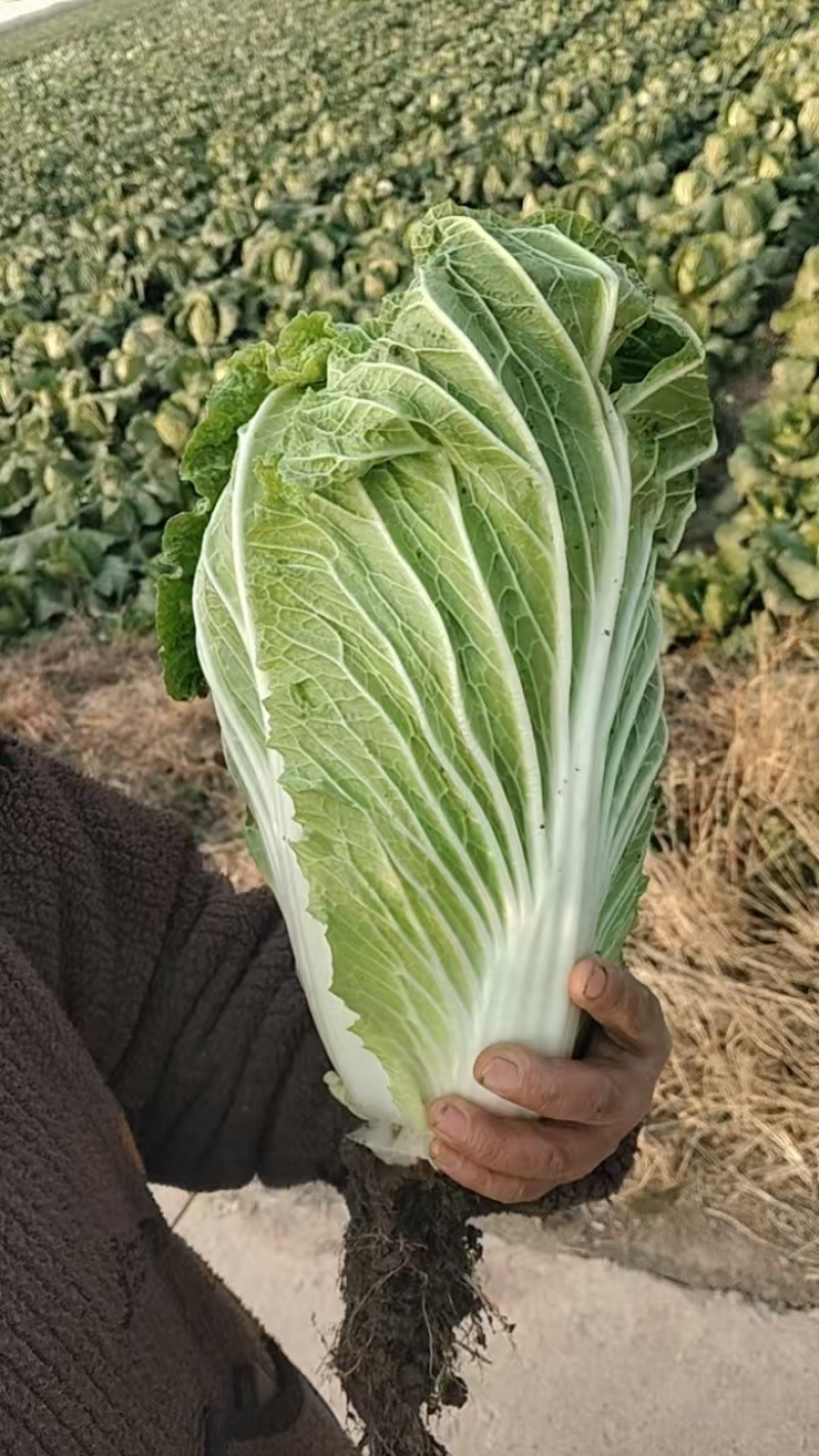 安徽黄心白菜新鲜上市价格美丽质量好对接全国量大从优热卖