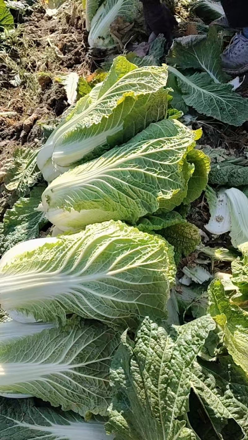 安徽黄心白菜新鲜上市价格美丽质量好对接全国量大从优热卖
