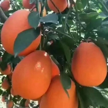 奉节脐橙纽荷尔