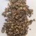 羌活家种羌活中药材羌活一手货源现货供应东弘药材