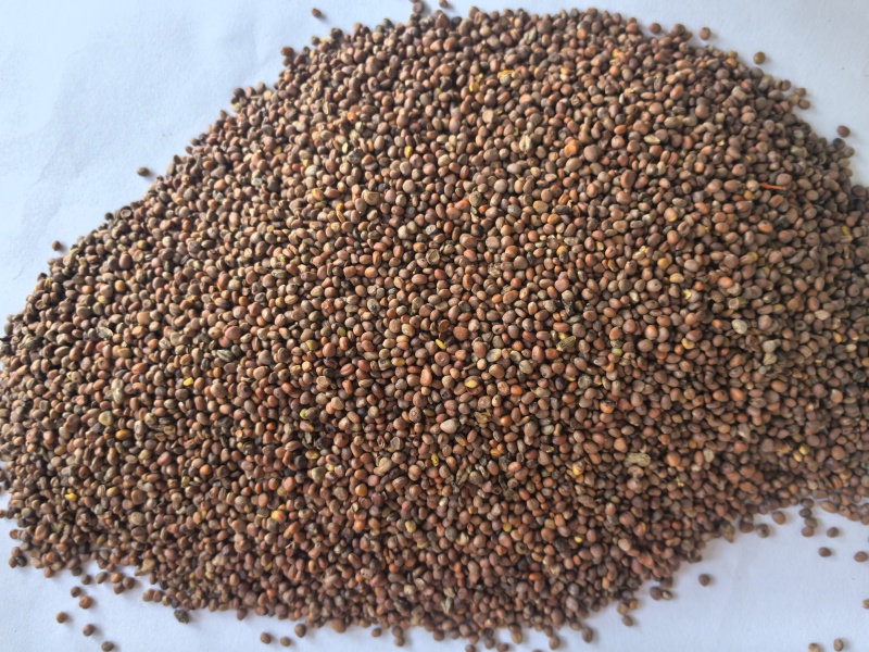 炒莱菔子萝卜子中药材炒莱菔子东弘药材一手货源现货供应
