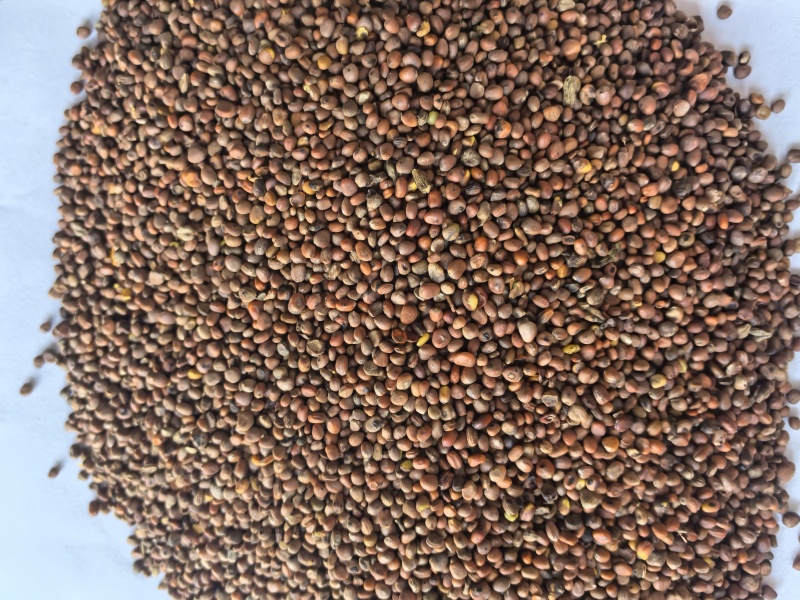 炒莱菔子萝卜子中药材炒莱菔子东弘药材一手货源现货供应