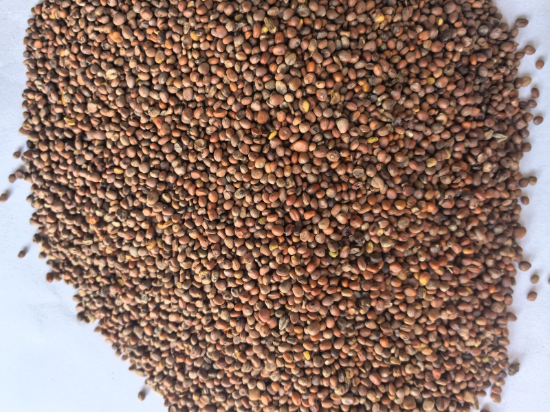 炒莱菔子萝卜子中药材炒莱菔子东弘药材一手货源现货供应