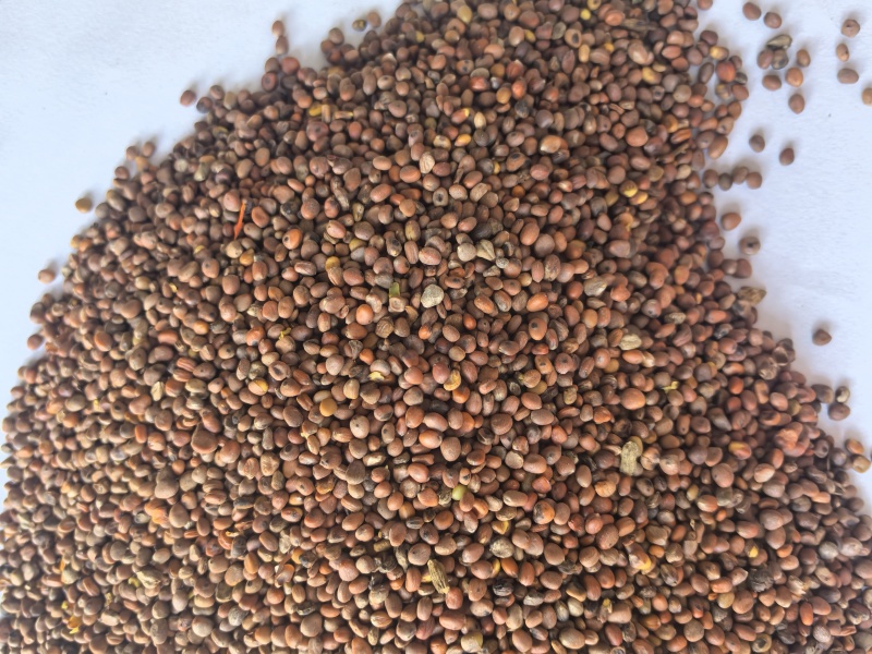 炒莱菔子萝卜子中药材炒莱菔子东弘药材一手货源现货供应