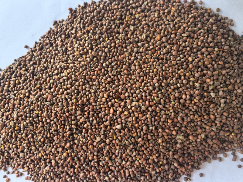 炒莱菔子萝卜子中药材炒莱菔子东弘药材一手货源现货供应