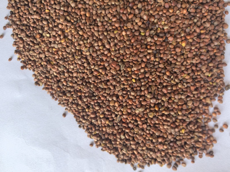炒莱菔子萝卜子中药材炒莱菔子东弘药材一手货源现货供应