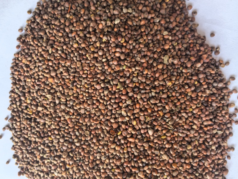 炒莱菔子萝卜子中药材炒莱菔子东弘药材一手货源现货供应