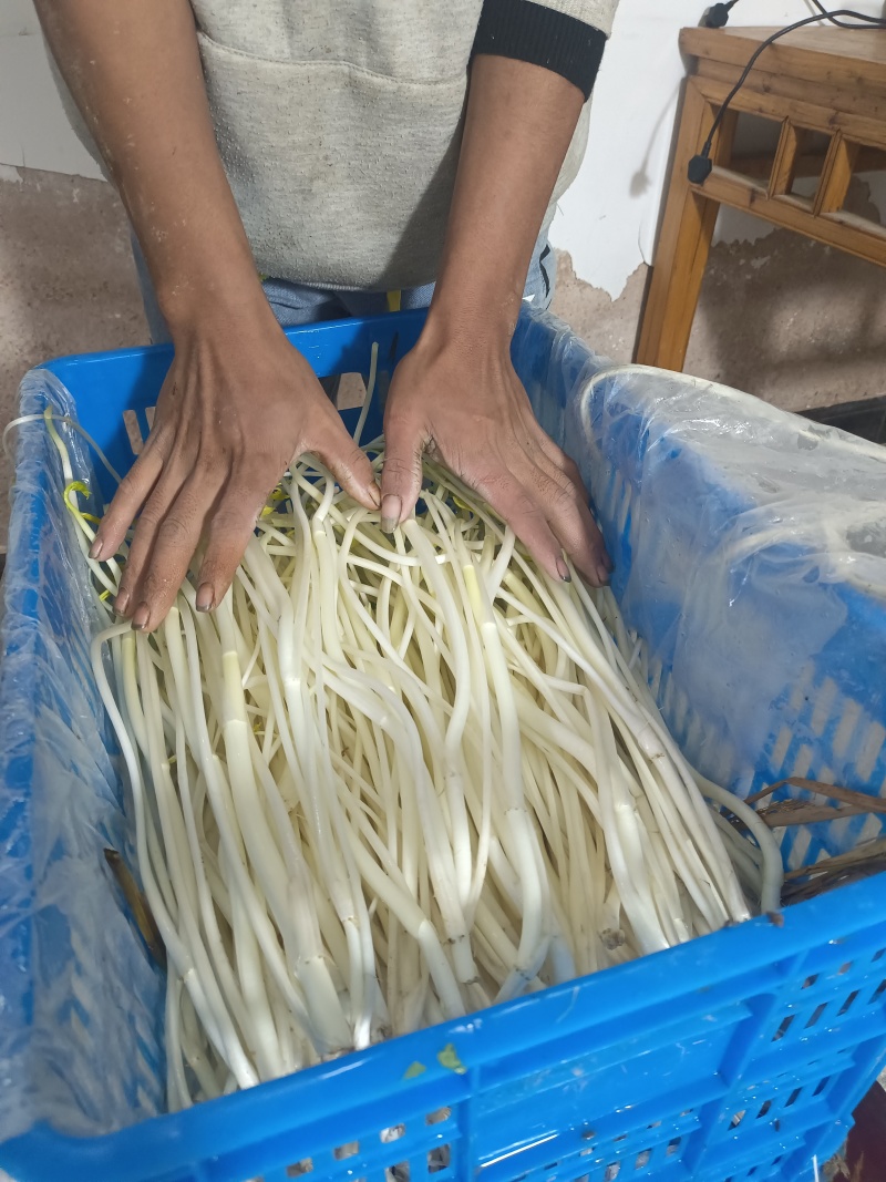 溧阳白芹