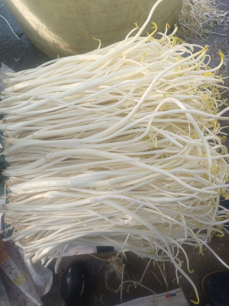 溧阳白芹