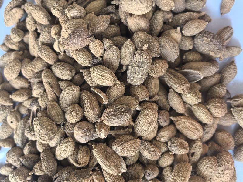 砂仁进口砂仁中药材砂仁东弘药业一手货源现货供应