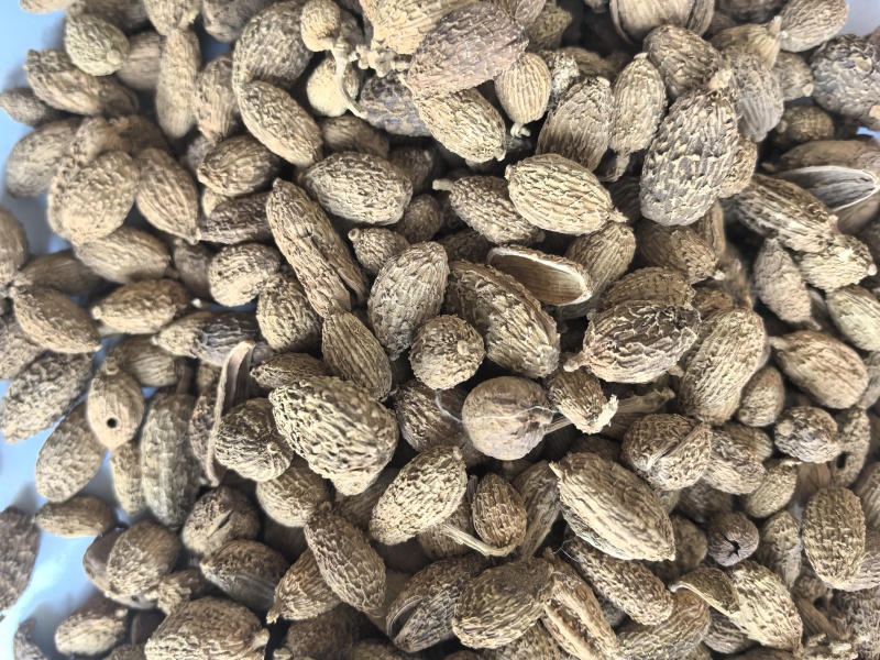 砂仁进口砂仁中药材砂仁东弘药业一手货源现货供应