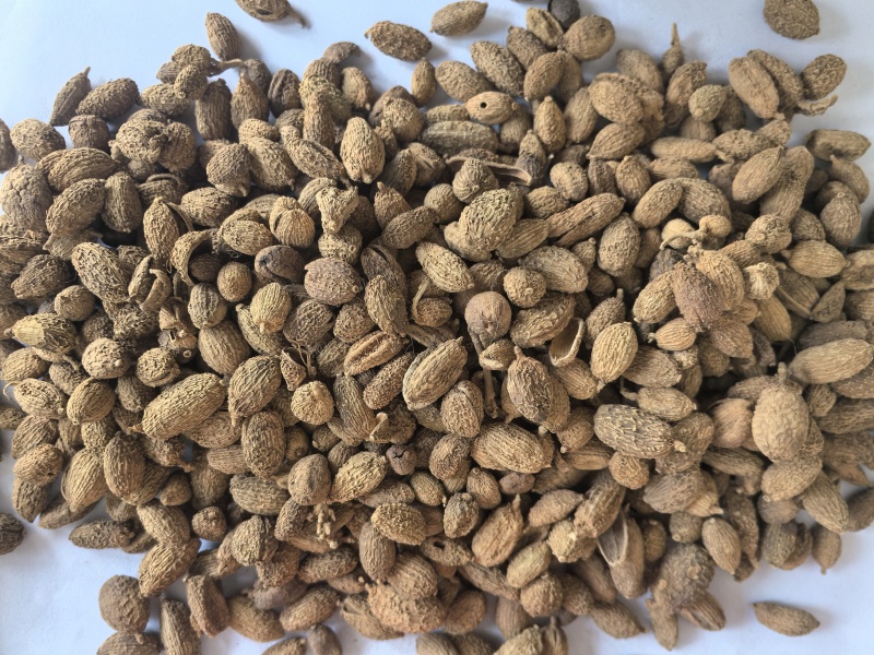 砂仁进口砂仁中药材砂仁东弘药业一手货源现货供应