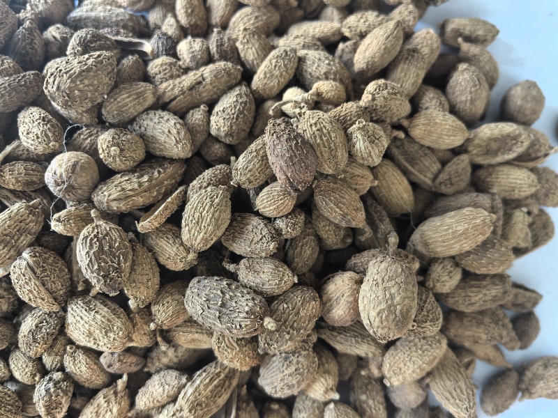 砂仁进口砂仁中药材砂仁东弘药业一手货源现货供应