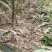 锥栗苗