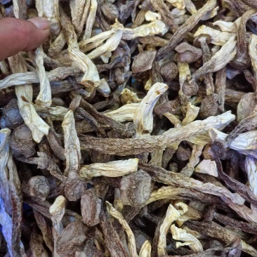 宁夏菌业大量批发鹿茸姑鸿运干货批发价格购欢迎联系