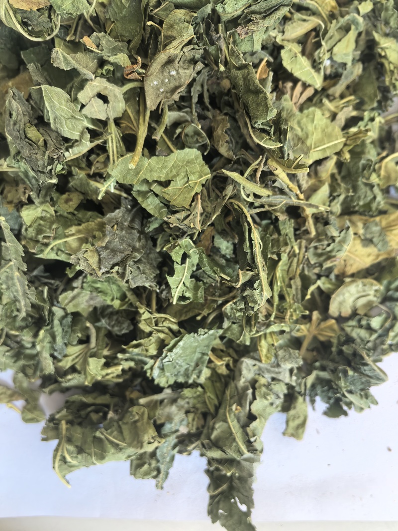 桑叶青桑叶中药材桑叶东弘药业一手货源现货供应