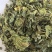 桑叶青桑叶中药材桑叶东弘药业一手货源现货供应