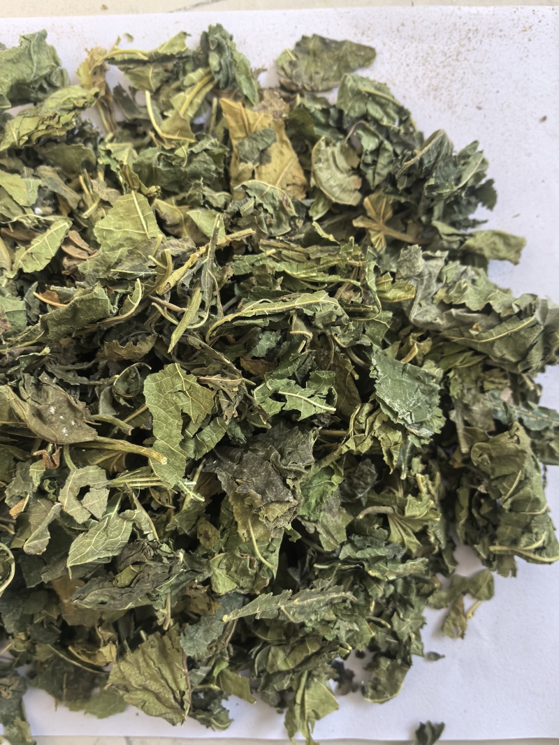 桑叶青桑叶中药材桑叶东弘药业一手货源现货供应