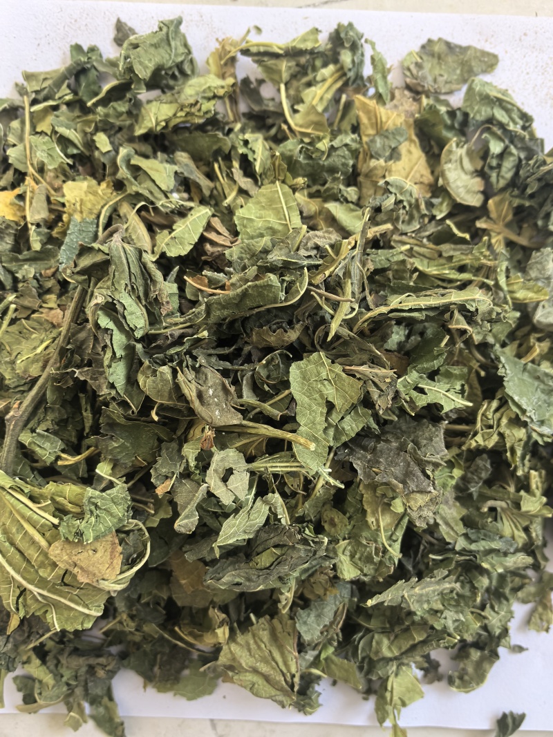 桑叶青桑叶中药材桑叶东弘药业一手货源现货供应