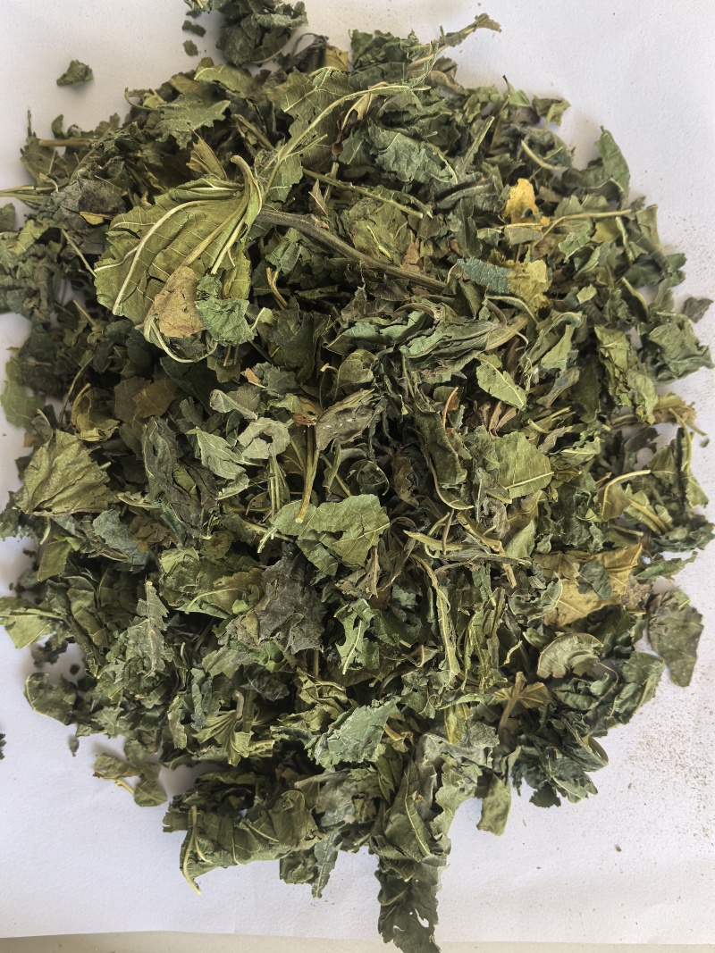 桑叶青桑叶中药材桑叶东弘药业一手货源现货供应
